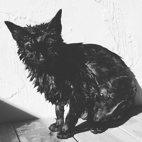 Meet your Posher, Chris - Picture 1 of 1